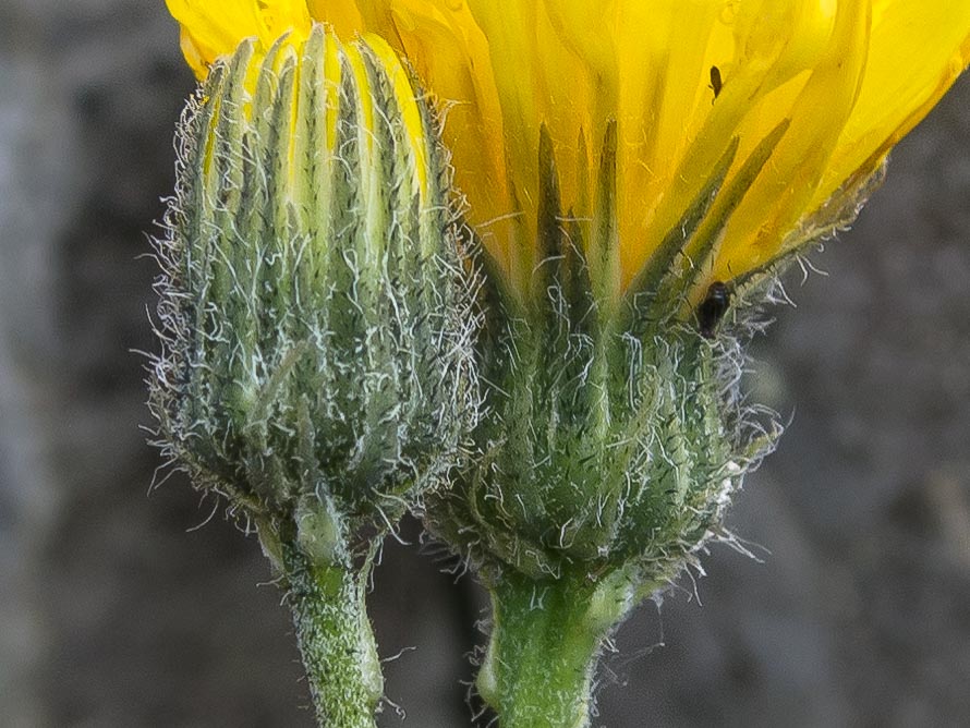 Hieracium in crinale appenninico
